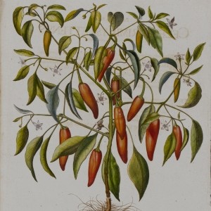 Drawings, Prints and Maps 16th to 19th Century - Sales in Preparation